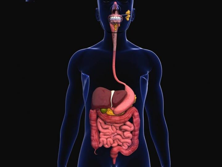 Sindirim Sistemi